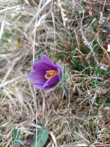 Fiore comune della pasque — foto 5 di 11