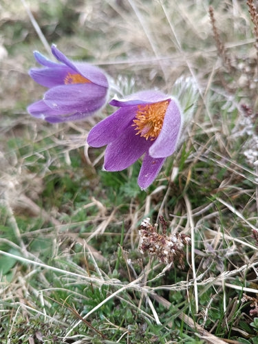 Fiore comune della pasque — foto 4 di 11