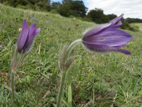Fiore comune della pasque — Bild 2
