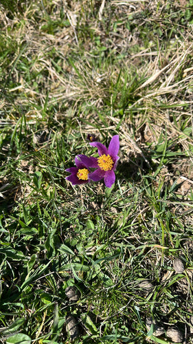 Fiore comune della pasque — Bild 3