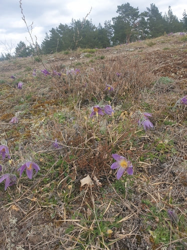 Fiore comune della pasque — Bild 4