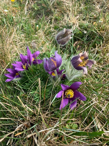 Fiore comune della pasque — Bild 5