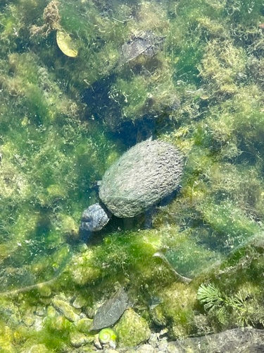 Tartaruga muschiata comune — Bild 4