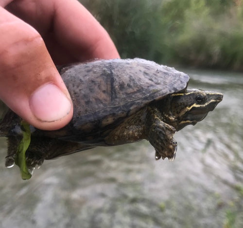 Tartaruga muschiata comune — Bild 5