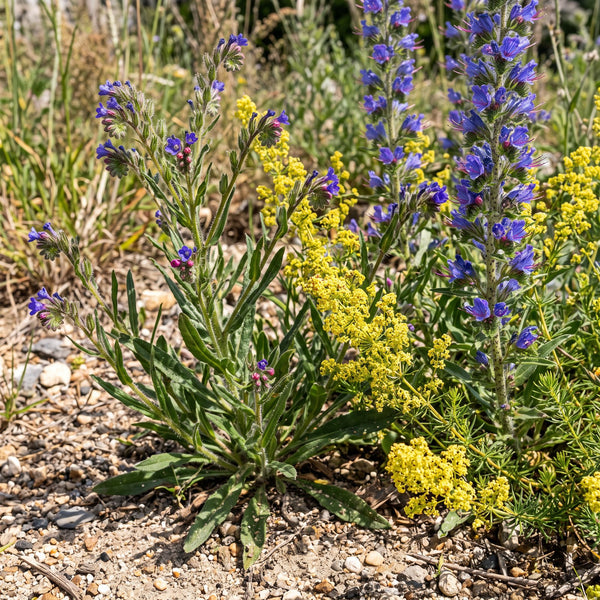 Gewöhnliche Ochsenzunge (Anchusa officinalis) in Blüte im naturnahen Garten (KI-generiert)