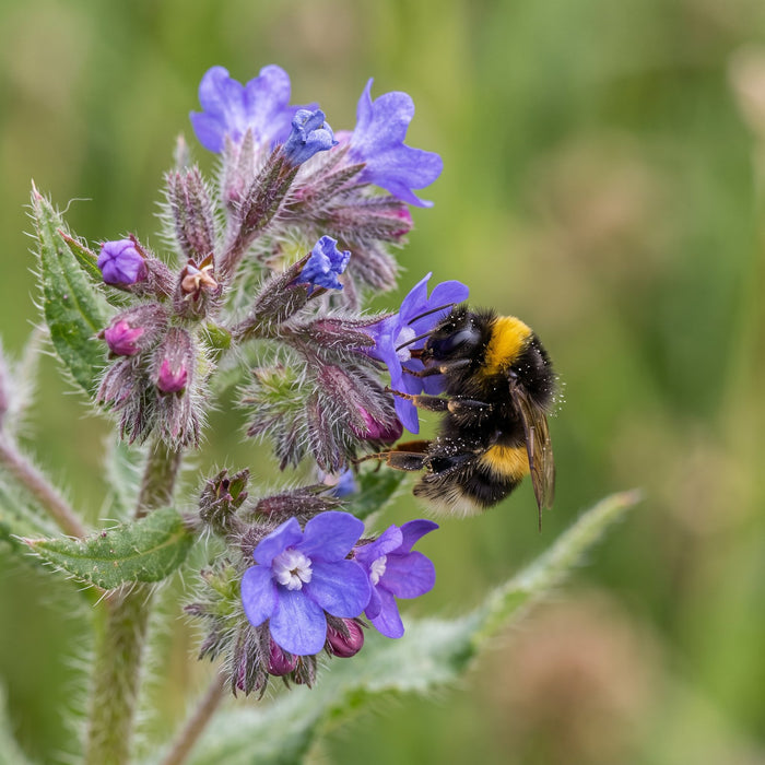 Blüte von Gewöhnliche Ochsenzunge (Anchusa officinalis) in Nahaufnahme (KI-generiert)