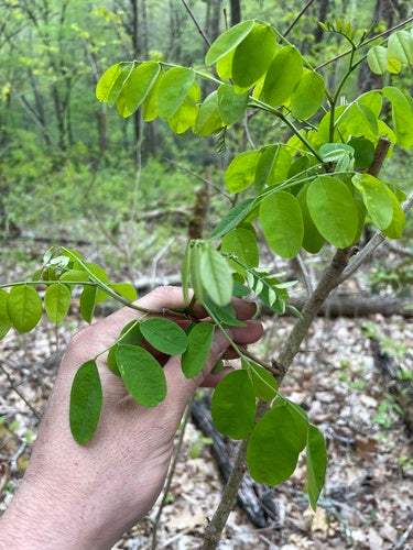Locusta nera comune — Bild 4
