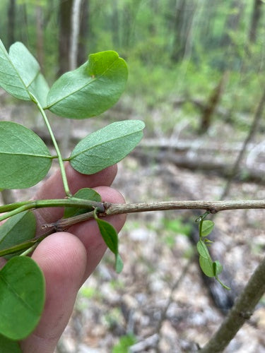 Locusta nera comune — Bild 3