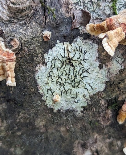 Lichene di scrittura ordinaria — foto 5 di 11