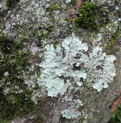 Lichene a ciotola comune — foto 5 di 9