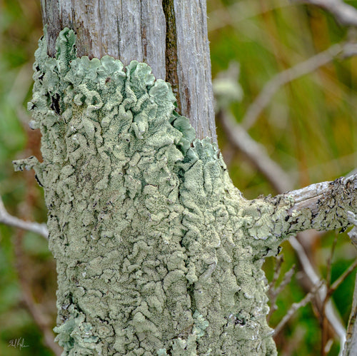 Lichene a ciotola comune — foto 3 di 9