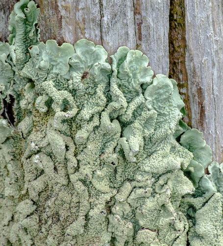 Lichene a ciotola comune — foto 2 di 9