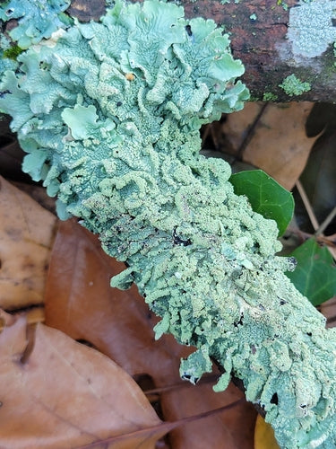 Lichene a ciotola comune — foto 4 di 9