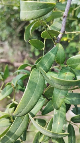 Senna ordinaria — foto 5 di 12