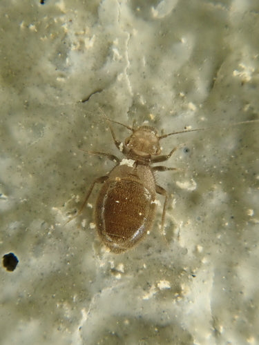 Pidocchio comune della polvere — foto 2 di 2
