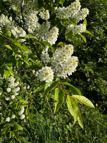 Ciliegio comune — Bild 2
