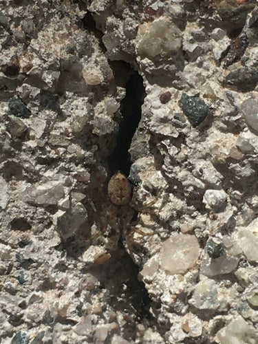 Ragno comune delle pareti — Bild 5