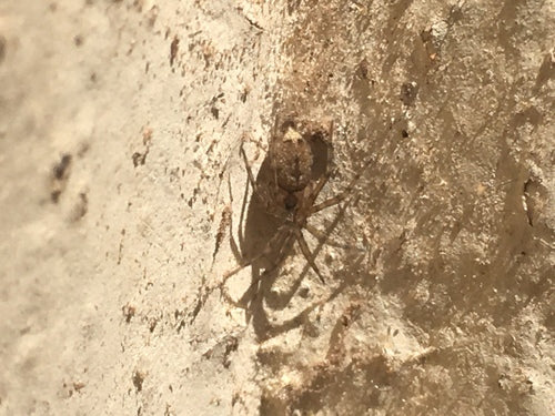 Ragno comune delle pareti — foto 4 di 9