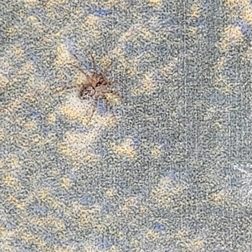 Ragno comune delle pareti — Bild 4
