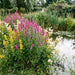 Gewöhnlicher Blutweiderich (Lythrum salicaria) in Blüte im naturnahen Garten (KI-generiert)