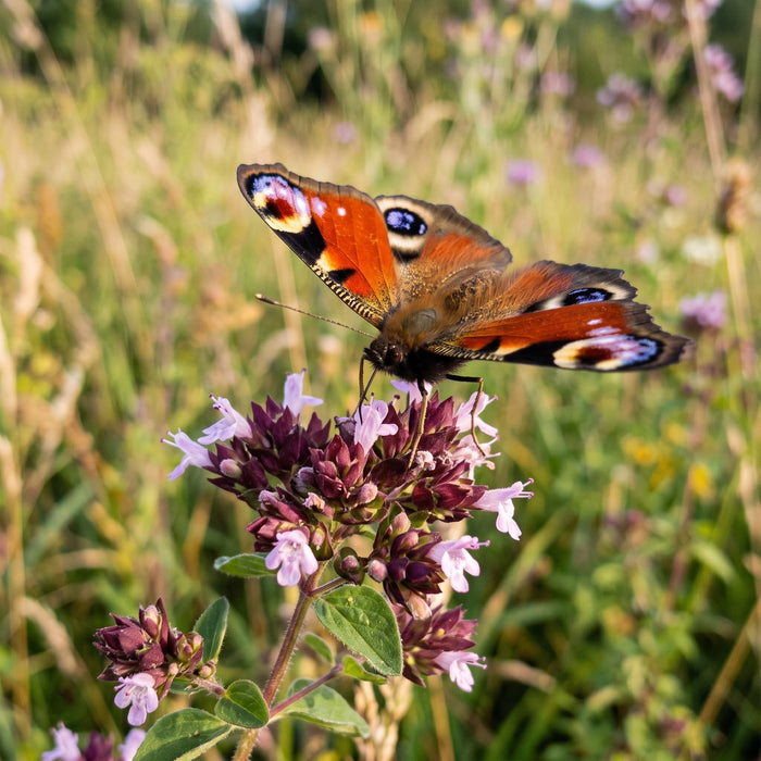 Blüte von Gewöhnlicher Dost (Origanum vulgare) in Nahaufnahme (KI-generiert)