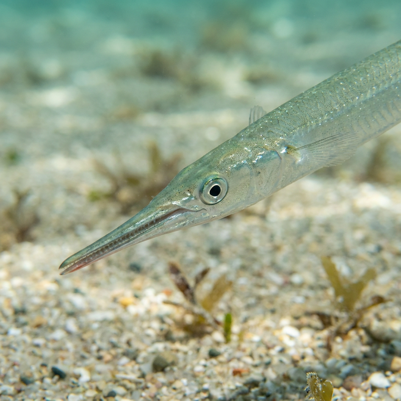 Aguglia comune