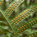 Blüte von Gewöhnlicher Tüpfelfarn (Polypodium vulgare) in Nahaufnahme (KI-generiert)