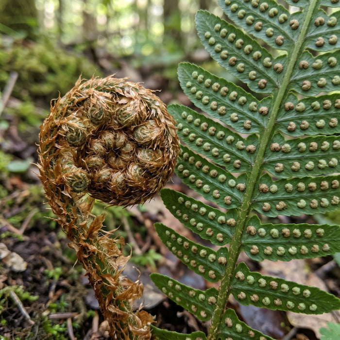 Blüte von Gewöhnlicher Wurmfarn (Dryopteris filix-mas) in Nahaufnahme (KI-generiert)