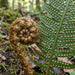 Blüte von Gewöhnlicher Wurmfarn (Dryopteris filix-mas) in Nahaufnahme (KI-generiert)