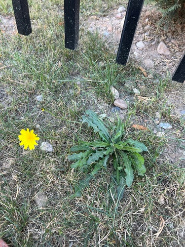 Pigweed comune — Bild 5