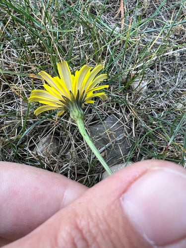 Pigweed comune — Bild 4