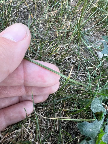 Pigweed comune — Bild 3