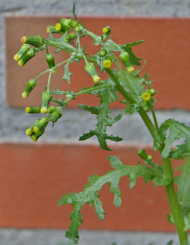 Terreno comune — Bild 4