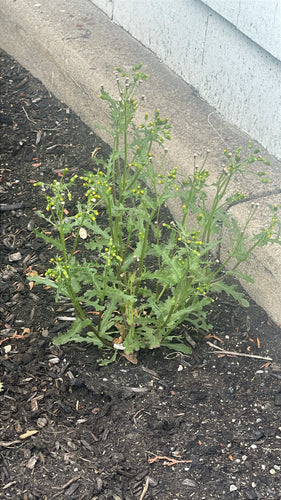 Terreno comune — Bild 2