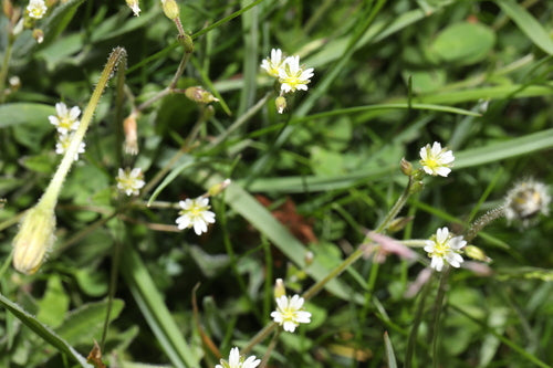 Hornwort comune — Bild 2