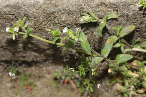 Hornwort comune — Bild 3