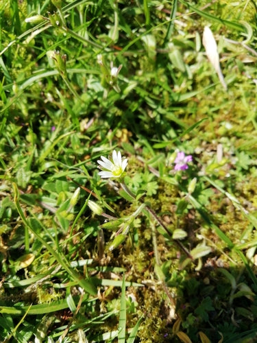 Hornwort comune — Bild 4
