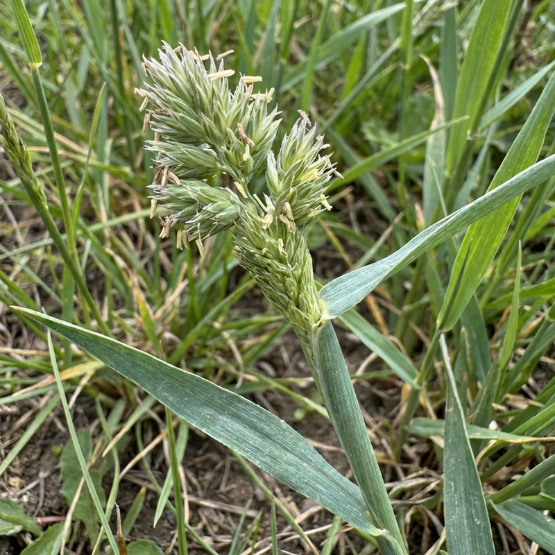 Erba comune