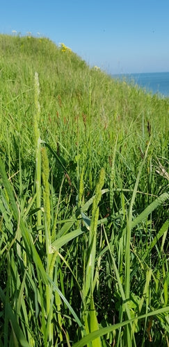 Erba comune — Bild 4