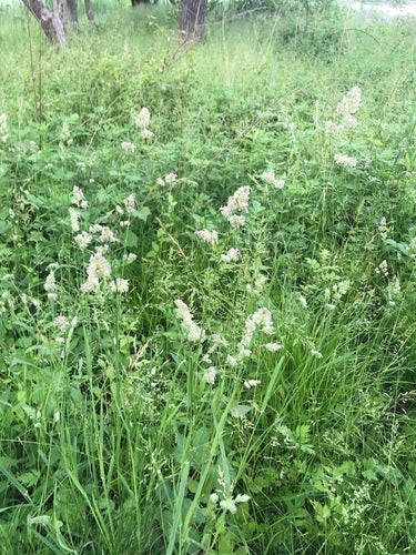 Erba comune — Bild 2
