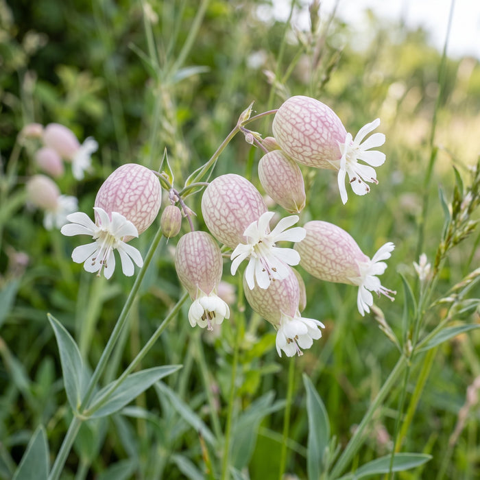 Blüte von Gewöhnliches Leimkraut (Silene vulgaris) in Nahaufnahme (KI-generiert)