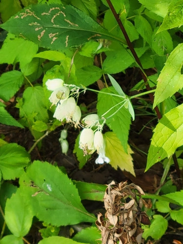 Mosca comune — Bild 3