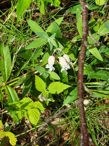 Mosca comune — Bild 2