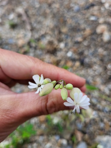 Mosca comune — Bild 5