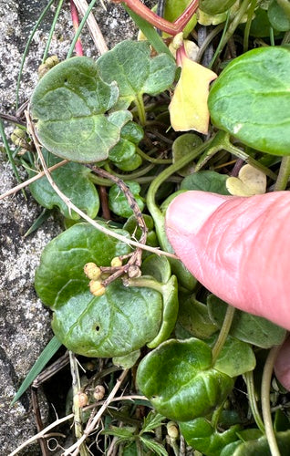 Spatola comune — Bild 3