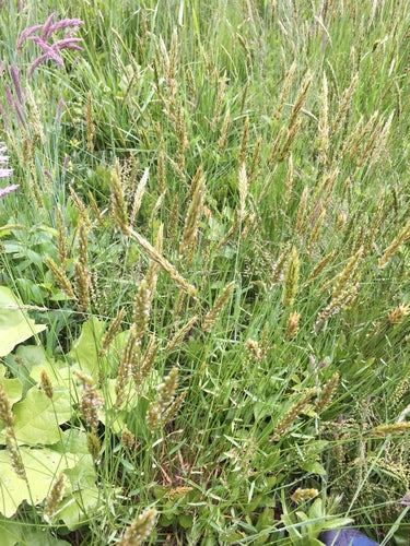 Erba fumante comune — Bild 1