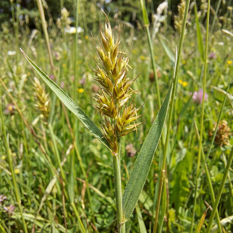 Erba fumante comune