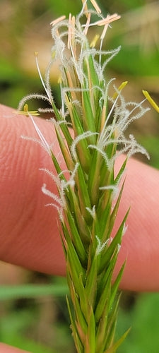 Erba fumante comune — Bild 5