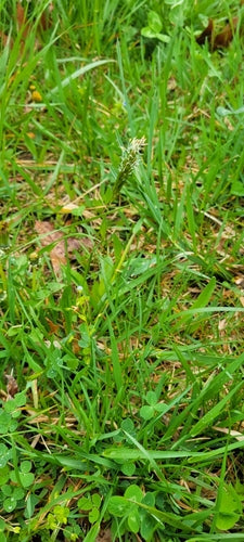 Erba fumante comune — Bild 4