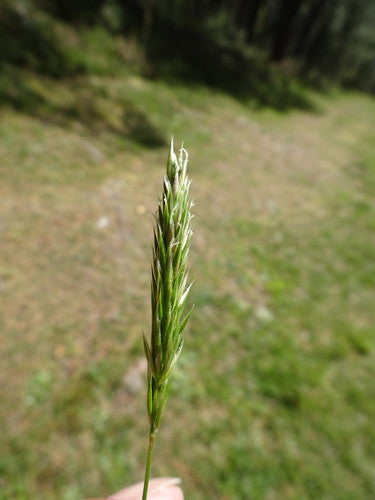 Erba fumante comune — Bild 3